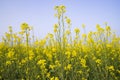 Outdoor yellow Rapeseed Flowers Field Countryside of Bangladesh Royalty Free Stock Photo