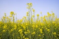 Outdoor yellow Rapeseed Flowers Field Countryside of Bangladesh Royalty Free Stock Photo