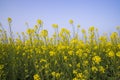 Outdoor yellow Rapeseed Flowers Field Countryside of Bangladesh Royalty Free Stock Photo