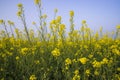 Outdoor yellow Rapeseed Flowers Field Countryside of Bangladesh Royalty Free Stock Photo