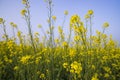 Outdoor yellow Rapeseed Flowers Field Countryside of Bangladesh Royalty Free Stock Photo