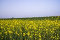 Outdoor yellow Rapeseed Flowers Field Countryside of Bangladesh Royalty Free Stock Photo