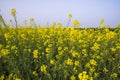 Outdoor yellow Rapeseed Flowers Field Countryside of Bangladesh Royalty Free Stock Photo