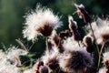 Outdoors autumn fluffy thistle or cirsium heterophyllum flowers close up in the contast natural light. Sonchus oleraceus