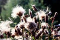 Outdoors autumn fluffy thistle or cirsium heterophyllum flowers close up in the contast natural light. Sonchus oleraceus