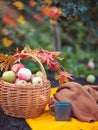 Outdoors autumn picnic. Hot coffee and basket with apples on a yellow blanket. Royalty Free Stock Photo