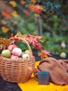 Outdoors autumn picnic. Hot coffee and basket with apples on a yellow blanket.