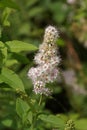 Outdoors closeup on a flowering white meadowsweet, Spiraea alba in the garden