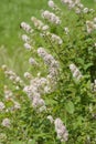 Outdoors closeup on a flowering white meadowsweet, Spiraea alba in the garden