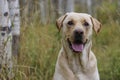 An Outdoors Dog is a Happy Dog