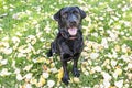 outdoors dog portrait. beautiful black labrador on green background. Royalty Free Stock Photo