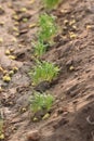 Outdoors fennel plant growth in A row at Jaipur in India Royalty Free Stock Photo