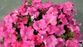 Outdoors flower pot with pink petunia flowers. Petals tremble in the wind.