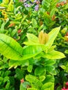 Green leaves growth with the flowers