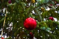 Outdoors green Christmas tree branches with drops Royalty Free Stock Photo