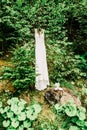 Outdoors Indie Wedding White Bridal Dress in Forest