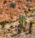 Outdoors nature landscape cactus mountains background Argentina travel destinations