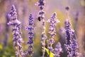 Outdoors nature spring lavender flowers blooming plants bee insect preservation park