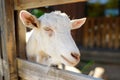 Outdoors petting zoo. Goat in wooden corral