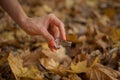 Outdoors photo of traditional hutsul drymba, jaw`s harp, silver vargan in female hand on fallen leaves background during