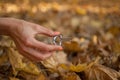 Outdoors photo of traditional hutsul drymba, jaw`s harp, silver vargan in female hand on fallen leaves background during