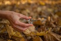 Outdoors photo of traditional hutsul drymba, jaw`s harp, silver vargan in female hand on fallen leaves background during