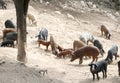 outdoors pigsty with many pigs