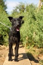 Outdoors portrait of a cute Schnauzer mixed black dog on a leash, with dirty and clotted hair, saved from the street