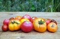 Outdoors still life with ripe red and orange tomatoes on brownn wooden surface before green blur plants background