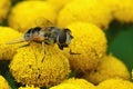 Outdoorscloseup on a European drone fly, Eristalic arbustorum on a yellow tansy flower Royalty Free Stock Photo