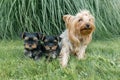 Outdor portrait of mummy and two small puppies of Yorkshire terrier. Dogs are sitting on green lawn, looking at the camera Royalty Free Stock Photo