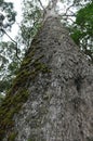 Looking up at he Outeniqua yellowwood Royalty Free Stock Photo