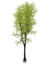 Outeniqua yellowwood tree, podocarpus falcatus - 3D render Royalty Free Stock Photo