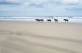 Outer Banks North Carolina wild horses Royalty Free Stock Photo