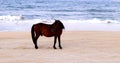Spanish Mustang on the beach Corolla North Carolina 4 Royalty Free Stock Photo