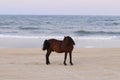 Spanish Mustang on the beach Corolla North Carolina 7 Royalty Free Stock Photo