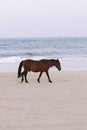 Spanish Mustang on the beach Corolla North Carolina 1210 Royalty Free Stock Photo