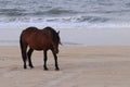 Spanish Mustang on the beach Corolla North Carolina 5 Royalty Free Stock Photo