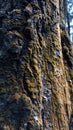 outer bark of a pine tree exposed to yellow moss in the Cikole forest area, West Java, Indonesia, March 9