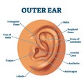 Outer ear anatomical organ structure educational scheme vector illustration.