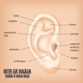 Outer Ear Diagram hearing of human organ