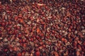 Outer shells of the Cacao fruits. Shells of cocoa fruit after seeds removed Royalty Free Stock Photo