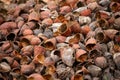 Outer shells of the Cacao fruits. Shells of cocoa fruit after seeds removed Royalty Free Stock Photo