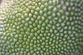 The outer surface of the green jackfruit fruit  Natural background Royalty Free Stock Photo