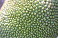 The outer surface of the green jackfruit fruit  Natural background Royalty Free Stock Photo