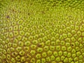 The outer surface of the jackfruit bark is rough. Close-up, macro shot Royalty Free Stock Photo