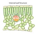 Internal structure of a leaf Royalty Free Stock Photo