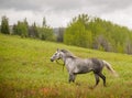 Running Grey Horse