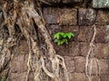 Outgrown ruins of Vat Phou Royalty Free Stock Photo