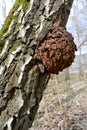 Outgrowth on a birch trunk Royalty Free Stock Photo